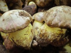 白葱菌烘干工艺